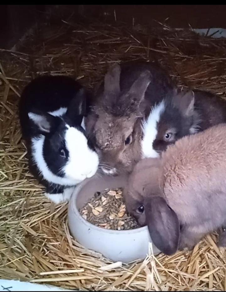 Appartamento Familie Sattler Pappenheim Esterno foto